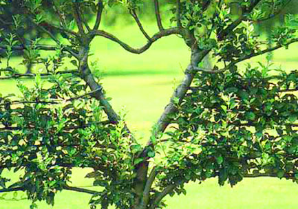 copacul_iubirii