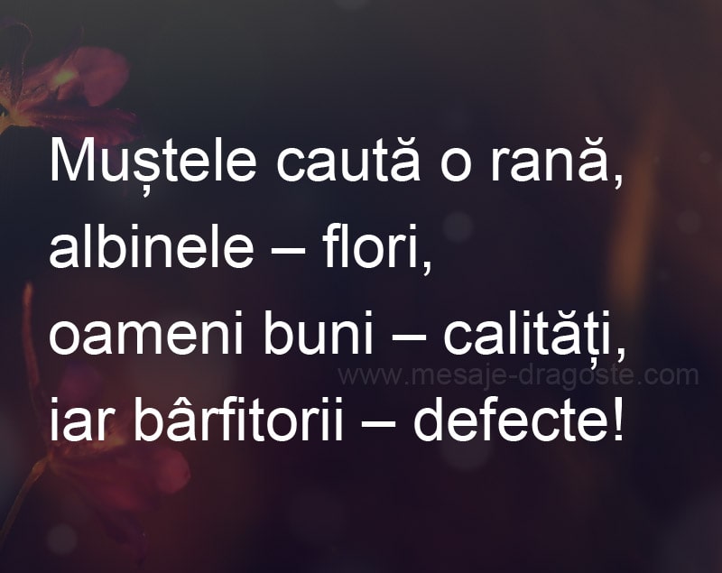 mustele cauta o rana